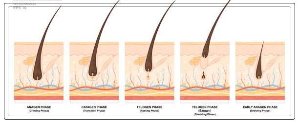 hair growth cycle