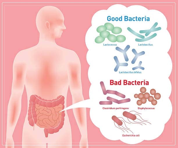 gut bacteria