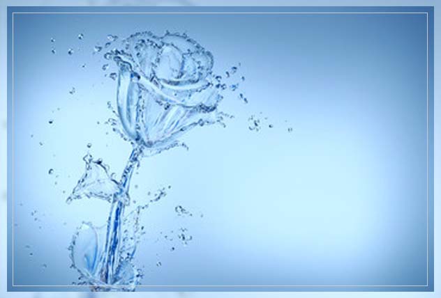 understanding the benefits of rose water