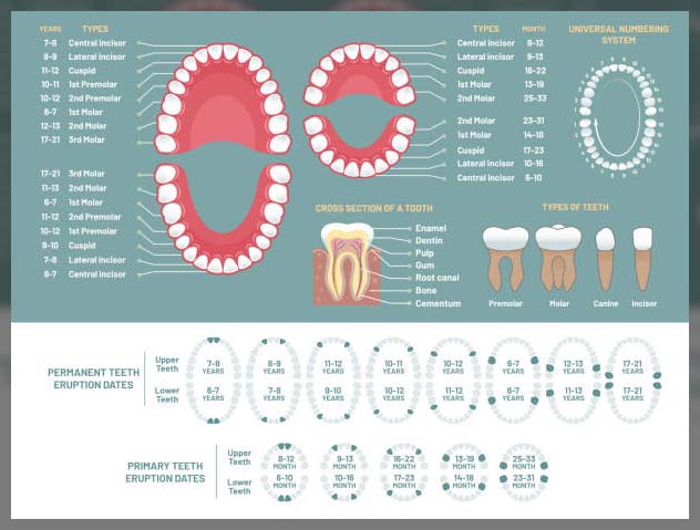 Understanding Dental Charting- Purpose, Procedure and Benefits - REPC