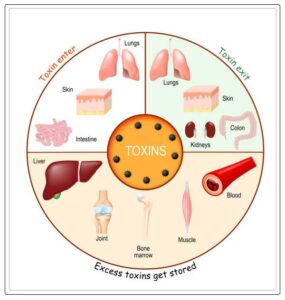 how toxins enter into the system