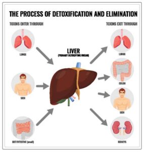 how the detoxification happens