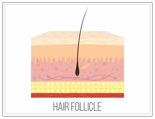 Anatomy & Physiology I & II - CH06b Integument - Hair & Nails - YouTube