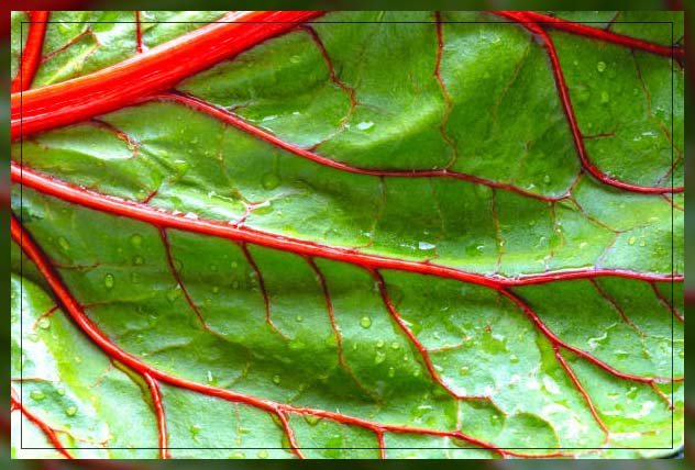 Kale leaves 9