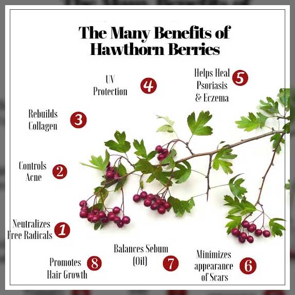 hawthorn benefits () hawthorn benefits