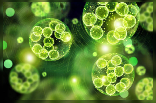 Liquid chlorophyll 1