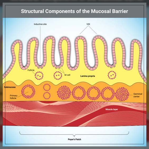 Mucous membrane 1