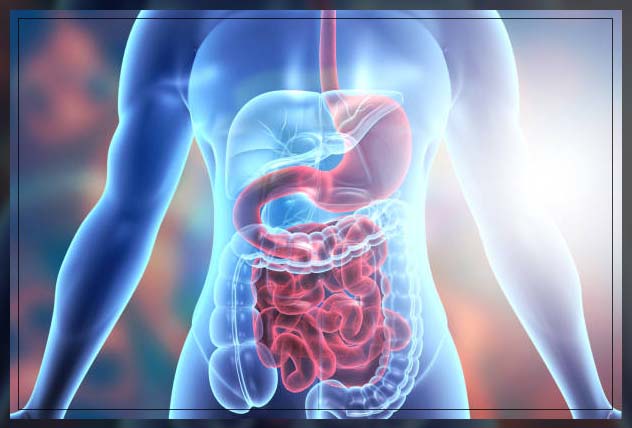 Digestive system 4