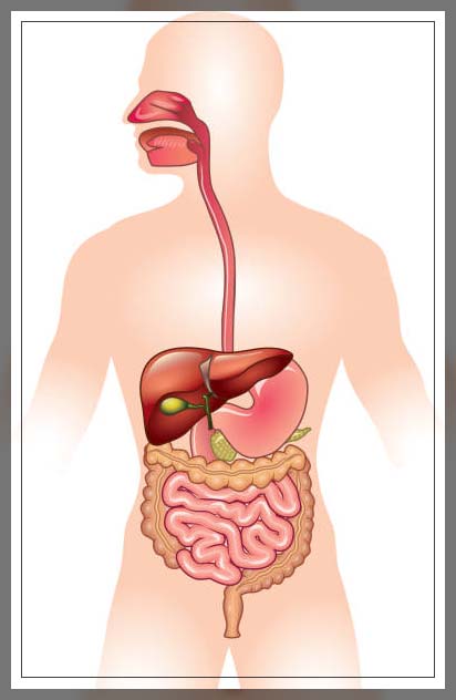 Digestive system 5