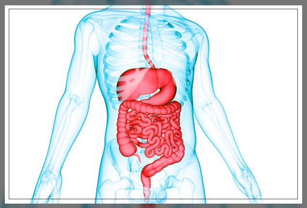 Digestive system 8
