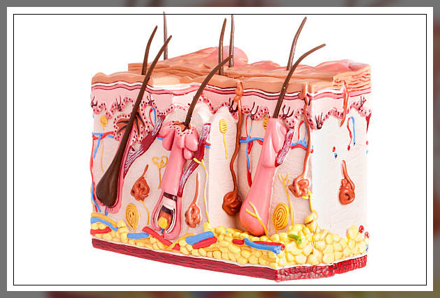 Sebaceous glands 2