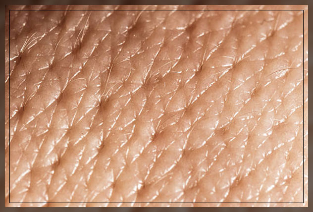 Sebaceous glands 3