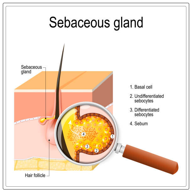 Sebaceous glands 4