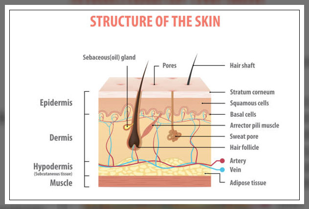 Sebaceous glands 5