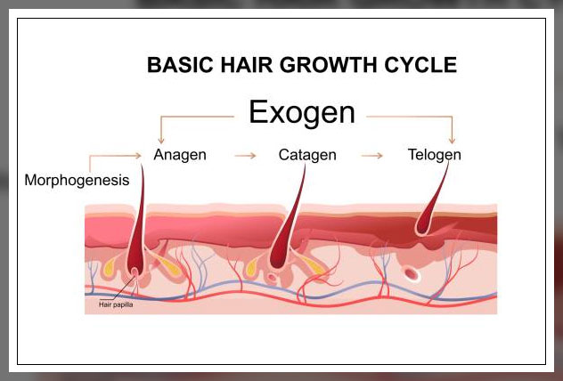 Sebaceous glands 8